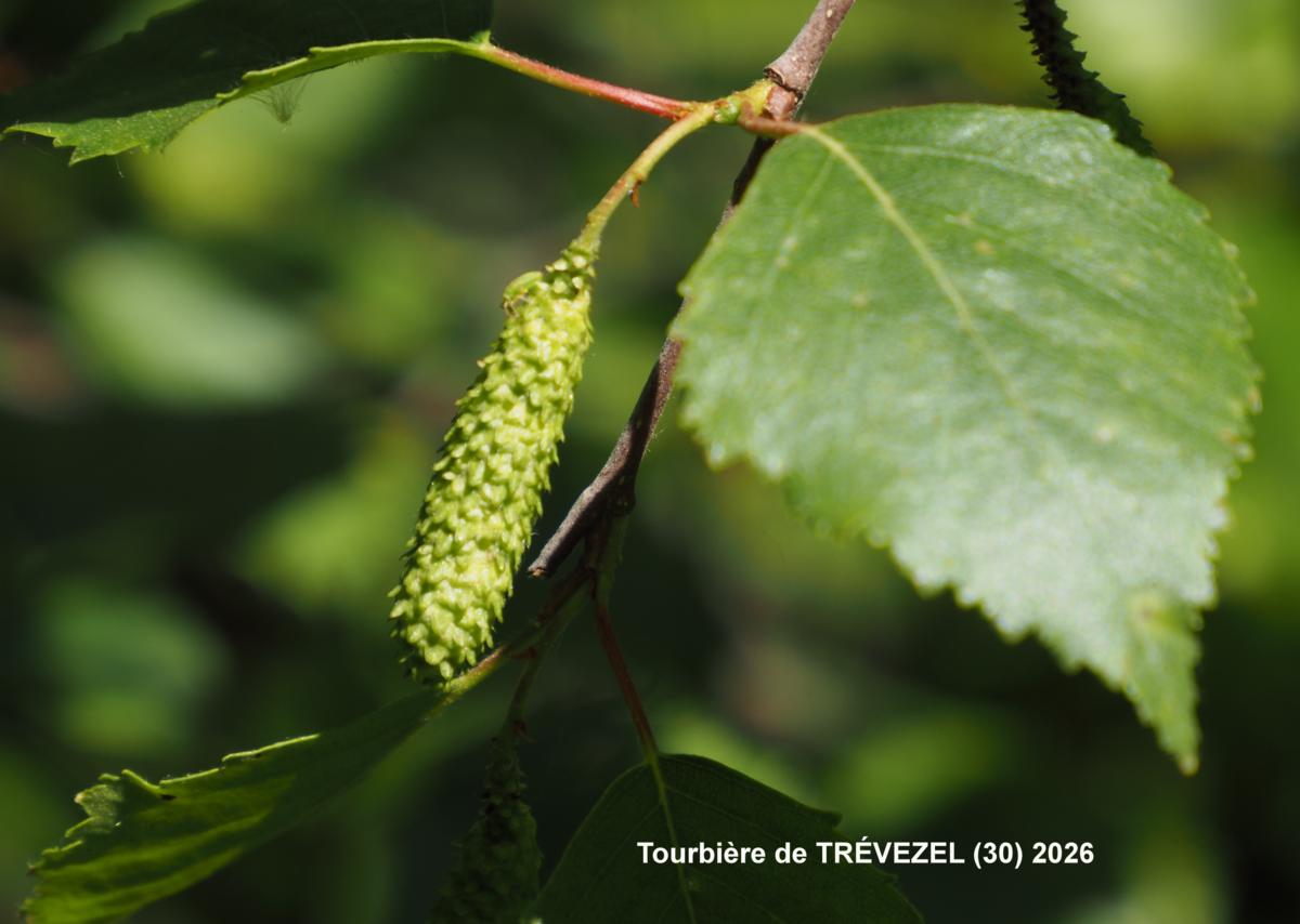 Birch, Downy fruit